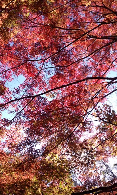 紅葉の道を観賞。